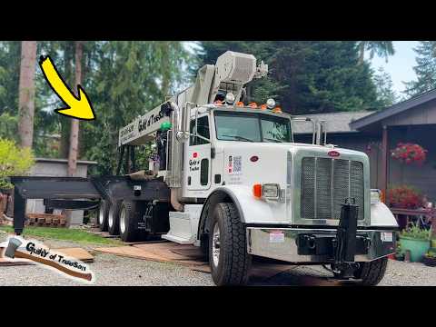 These Cottonwoods Picked The WRONG BACKYARD! 🤜🌳