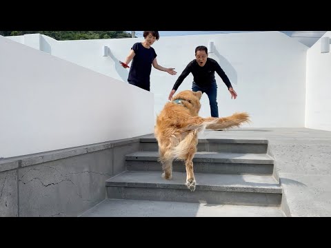 The family that turned an abandoned retriever into the happiest dog in the world.