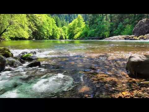 Whispering Forest Stream 🌿 River Ambience in Sunlit Woods | 12 Hours (