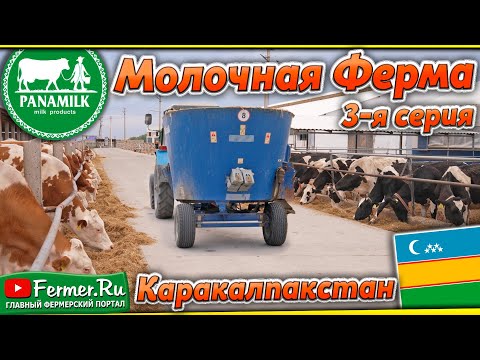 Молочные коровы: Симменталы|Голштины. Устройство фермы и содержание коров. PANAEV FARMS. Узбекистан
