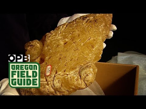 Unlikely Sunken Treasure Off Of The Oregon Coast | Oregon Field Guide