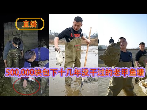 花500,000块包下十几年没干过的老甲鱼塘，塘主说里面的甲鱼最小7斤以上，到底像不像塘主说的那样？..... 【在养殖场安全，请大家不要模仿】