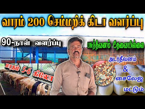 10 years of experience in raising chicks / 500 chicks raised and sold per month / 90 days of raising