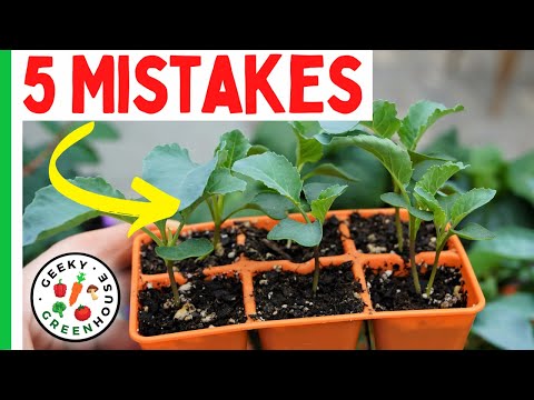 Top 5 Seed Starting Mistakes Beginners Make