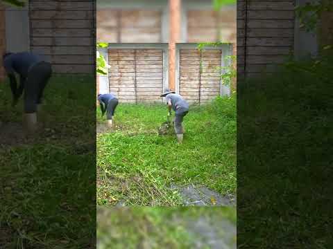 Watch This! Satisfying Front Yard Clean-Up Compilation