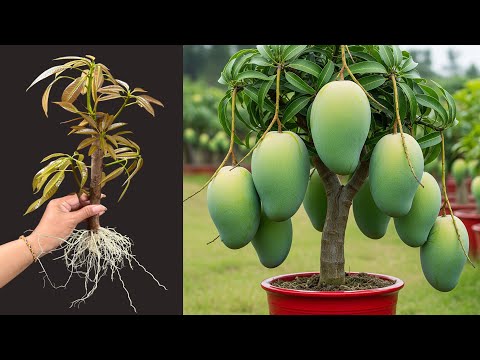 Great Technique For Grafting Mango Tree With Aloe Vera: best idea propagating mango tree