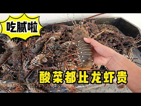 《环球探海记》阿曼 第42天 （下集）：大龙虾的100种做法之（酸菜大龙虾）  #海鲜美食猎奇#阿曼马西拉岛旅行#环球赶海旅行