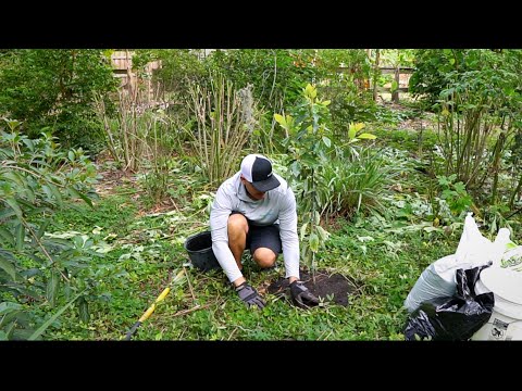 How To Plant A Fruit Tree 101 - Pro's Advice For Best Success