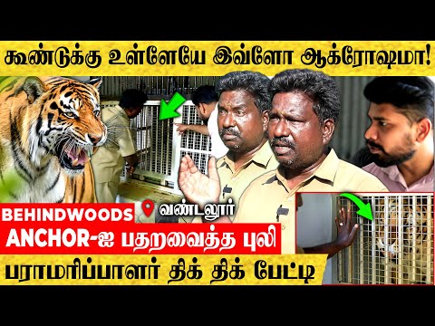 பேட்டியின் நடுவில் வேட்டைக்கு தயாரான புலி…😱 நடுங்கவைக்கும் TIGER CAGE VISIT