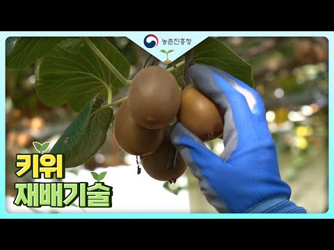 [농업기술동영상] 키위 재배기술