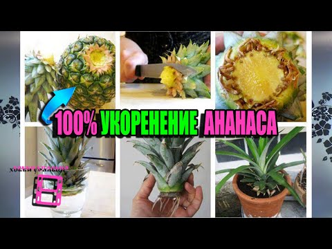 ROOTING A CROWN FROM A PURCHASED PINEAPPLE. REPRODUCTION OF PINEAPPLES. EXOTICISM ON THE WINDOW S...