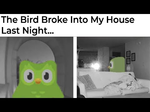 Terrifying Duolingo Memes