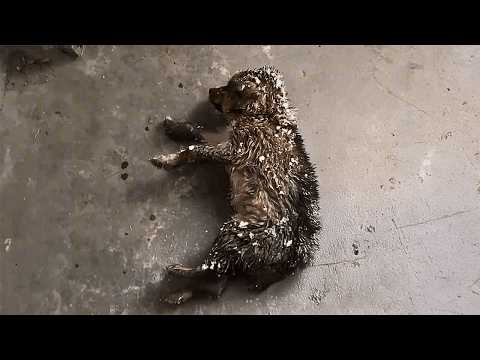 A man who never liked dogs rescued a frozen puppy from the snow, giving him a new life and hope.