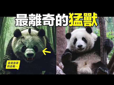 熊貓：聽得懂人話？看得懂表情？還和人類一樣好面子？愛吃瓜？甚至能像人類一樣抓握，更懂得『愛情』，且比人類還要『虔誠』？它為什麼惹人愛，也許這是一個有關自然之靈的故事……|自說自話的總裁