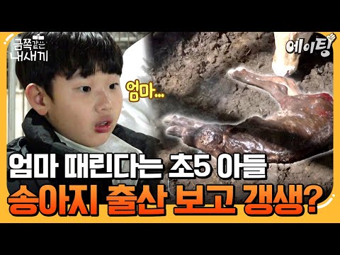 [#에이팅] 송아지 출산 장면을 직접 본 금쪽이🔥이제 엄마한테 효도할까?? | #금쪽같은내새끼 262회