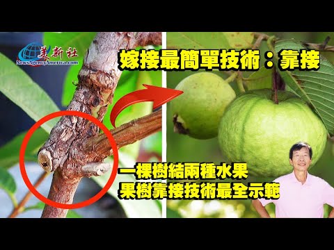 The easiest way for grafting, make one tree bears two kinds of fruits, fruit tree docking technology