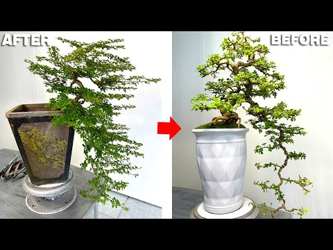 This is how I style a bonsai tree in a waterfall shape suitable for beginners.