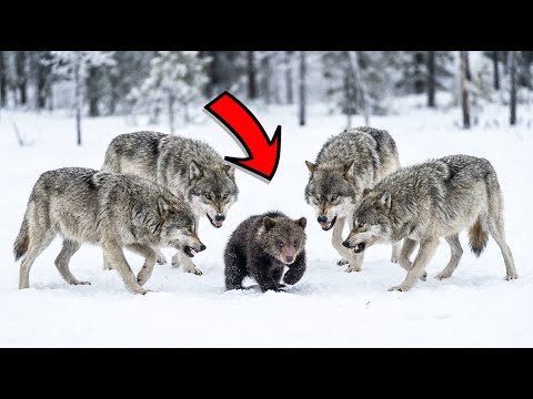 Стая волков окружила ОДИНОКОГО медвежонка. То, что было дальше — НЕВЕРОЯТНО!