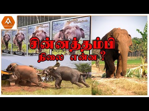 சின்னத்தம்பியின் நிலை என்ன?|Chinnathambi issue|paper plane