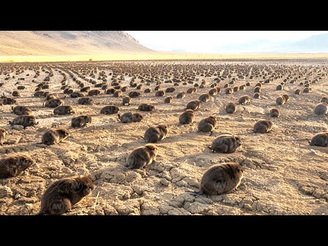 What Happened to the Desert in the U.S. When They Put Thousands of Beavers There