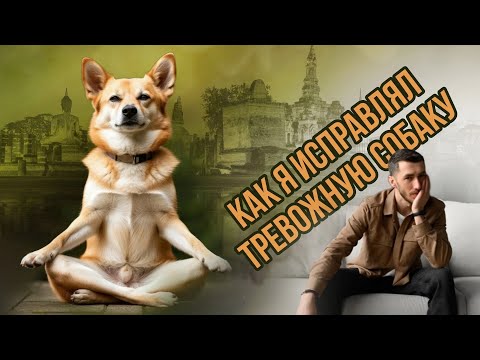 Как я исправил трусливую собаку! КОРРЕКЦИЯ поведения собаки. ТРЕВОЖНАЯ собака, как с ней работать.