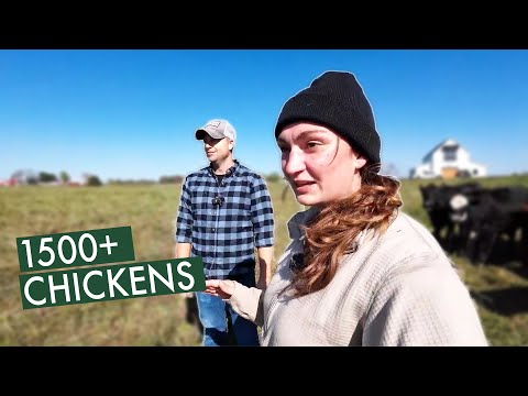 The Secrets Behind Nutrient-Dense Grass-Fed Beef (Grown Well Farm)