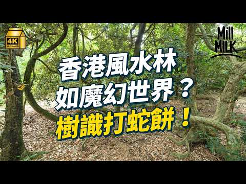 #MM｜帶你睇香港百年古樹 原來市區7成植物都係外來品種！走入荔枝窩風水林 樹木如何連結人類？太古坊竟然隱藏兩棵土沉香樹！｜#旅遊止癮 #4K