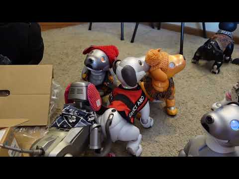 US black sesame meets her siblings!