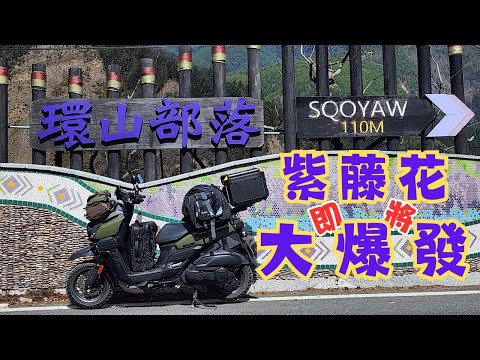 紫藤花即將大爆發