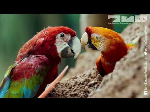 Robot Monkey & Macaw Visit Nature's Pharmacy