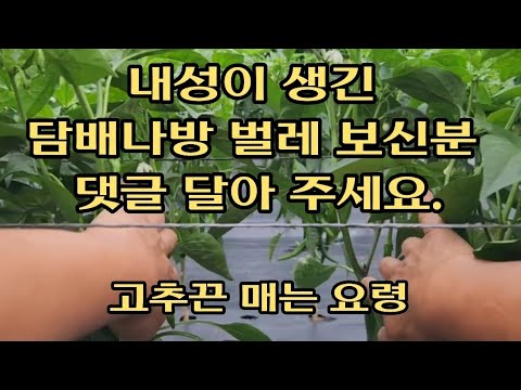 고추의 2차 곁순제거ㆍ고추끈 매는 방법ㆍ담배나방 피해 해결 방법ㆍ고추재배ㆍ텃밭농사ㆍ고추농사