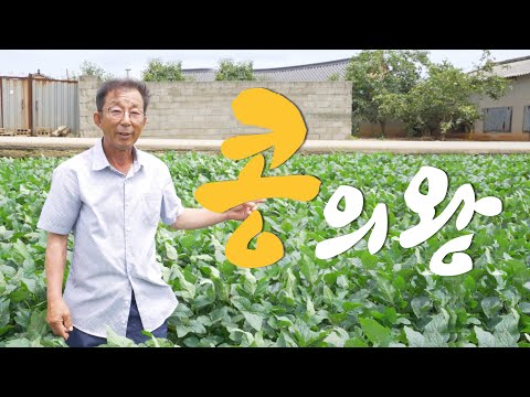 [명인을 만나다] 콩의 왕😎 콩의 전설 박병만 명인에게 듣는 콩의 모든것!