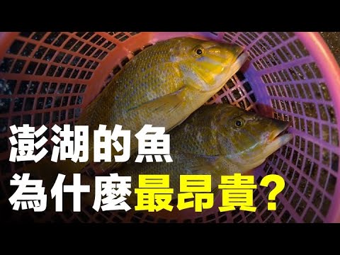 媲美日本！澎湖的海鮮為何是台灣最高價海鮮之一？揭秘台灣高級漁獲的頂級處理手法 ft.布拉魚