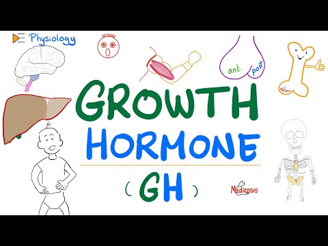 Growth Hormone (GH) - Somatotropin - Dwarfism, Gigantism, Acromegaly - Endocrine Physiology