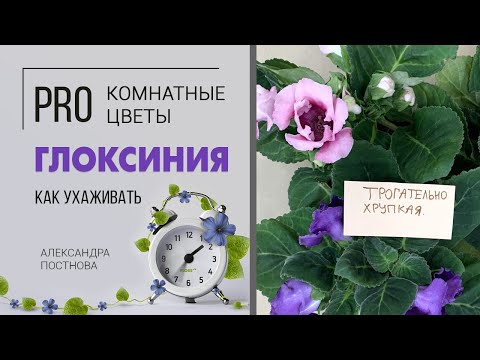 Глоксиния - цветок загадка | Как подружиться с глоксинией, что нужно знать об уходе за растением