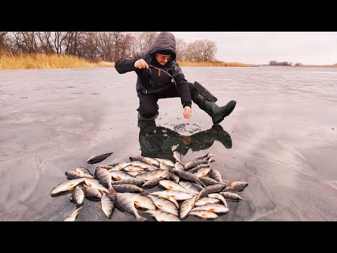 First ice and we immediately caught fish. Bezmotilka, Balancer. Perch fishing.