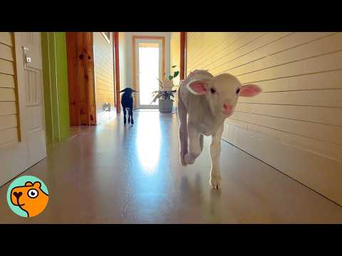 Tiny Sheep Gets Used To New Home | Cuddle Buddies