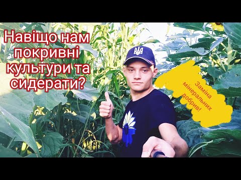 Чи потрібно сіяти покривні культури та сидерати?