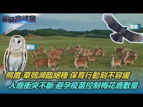台灣最壯碩猛禽 熊鷹只剩1000隻 育雛首曝光｜草鴞與人為鄰 棲地減少 面臨生存危機｜墾丁梅花鹿密度過高 人鹿衝突不斷 避孕疫苗控制數量｜新聞高峰會｜陳雅琳｜華視新聞 20250119