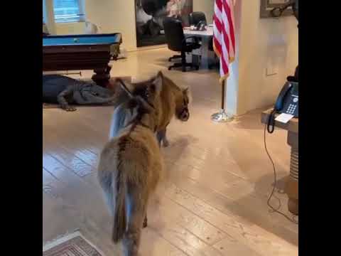 Arnold Schwarzenegger’s most unique pets!