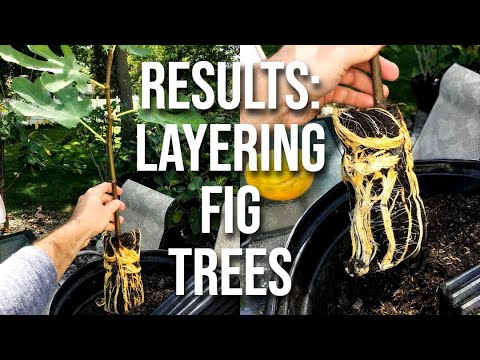 Air Layering Figs: Results & What's Next