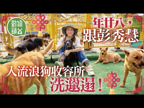 跟彭秀慧年廿八入流浪狗之家洗邋遢 清手執狗屎 領養3隻大狗 不忿2歲黑唐狗太大隻難領養：「毫無疑問係家人，會真心同佢哋傾偈」 #動物蘋台─果籽 香港 Apple Daily─原刊日期：20210209