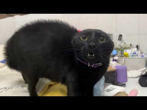 You Laugh You Lose😜Funniest Cats and Dogs Clips 2025😼🐶