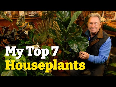 My Top 7 Houseplants And How to Keep Them Thriving!
