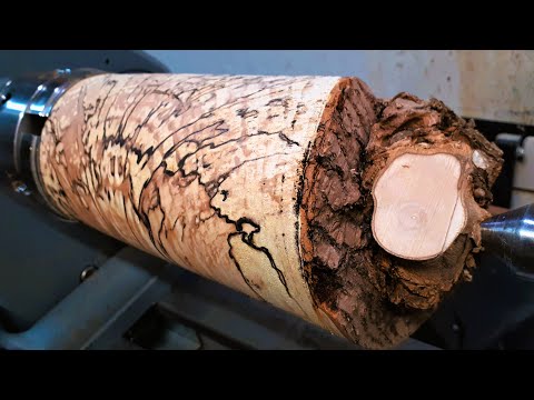 How Cool is Decaying Wood !!