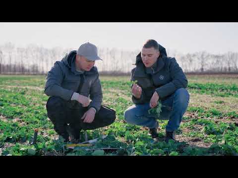 Як боротися з падалицею в посівах озимого ріпаку?