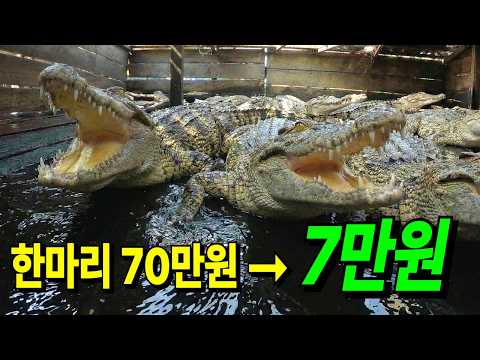 A Floating Village Where Every House Raises 100 Crocodiles