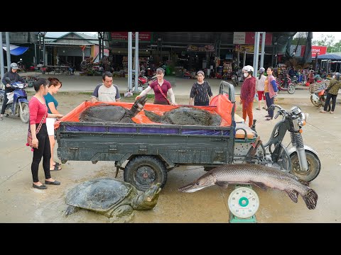 REWIND TIMALSPE --720 Hours Harvest Biggest Turtle, Many Big Fish Go To Countryside Market Sell