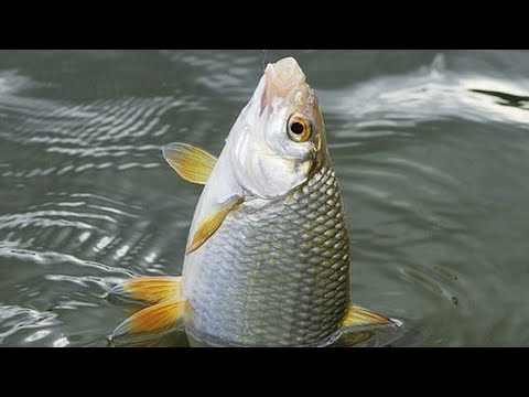 ПЛОТВА. (Л.П.Сабанеев . Жизнь и Ловля пресноводных  рыб.)