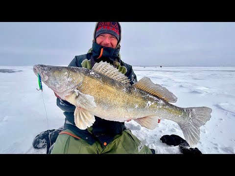 HUGE PIKE-PERCH